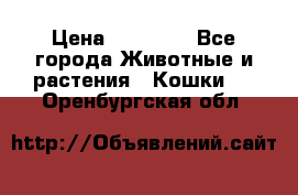 Zolton › Цена ­ 30 000 - Все города Животные и растения » Кошки   . Оренбургская обл.